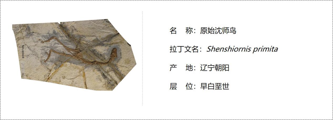 原始沈师鸟