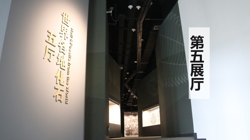 第五展厅&nbsp;国际古生物化石