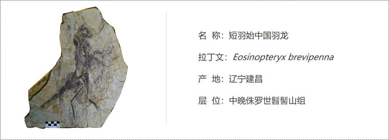 短羽始中国羽龙
