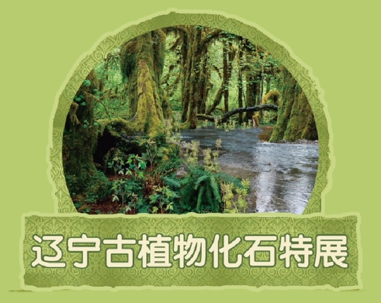 辽宁古植物化石特展