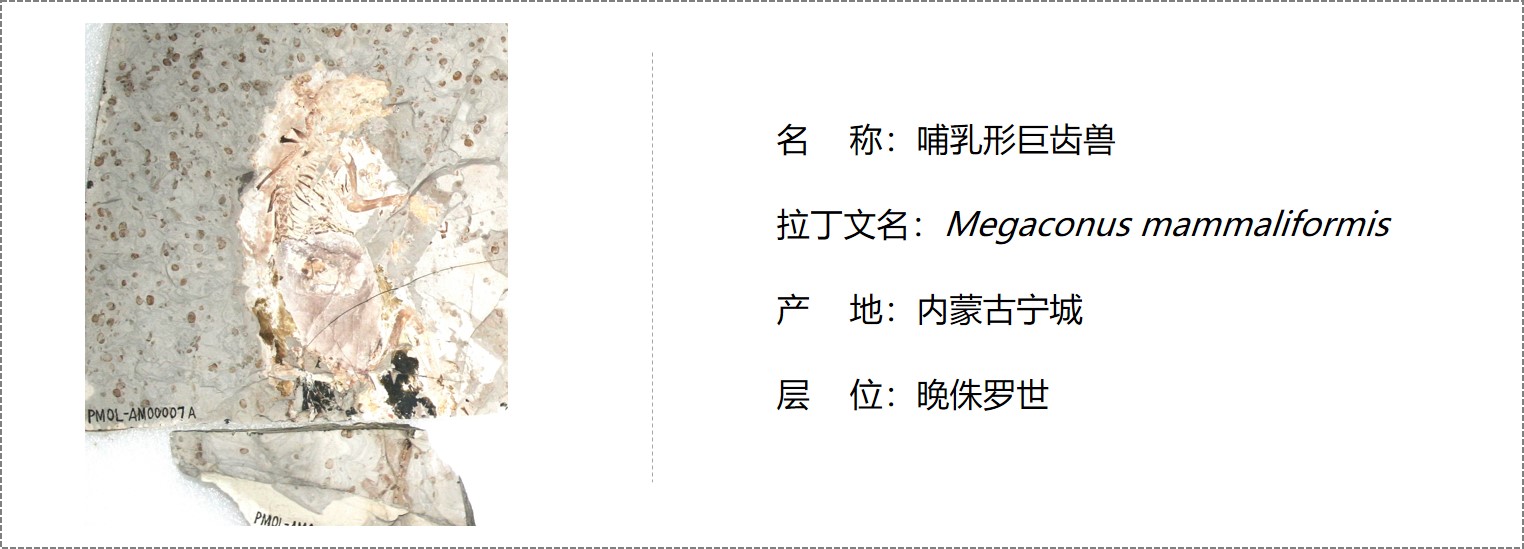 哺乳形巨齿兽